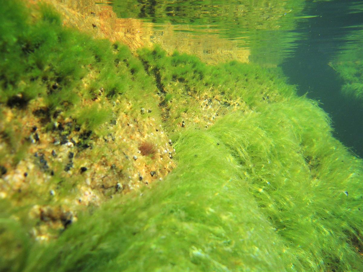 The light-loving green algae – Marinefinland.fi