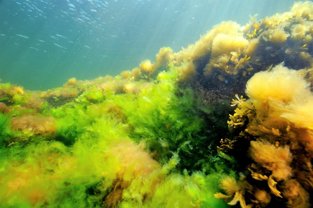 Hard bottoms with filamentous algae -marinefinland.fi