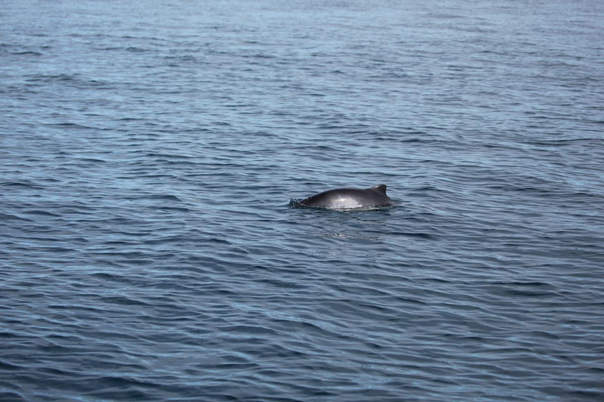 Four Research Porpoises Only