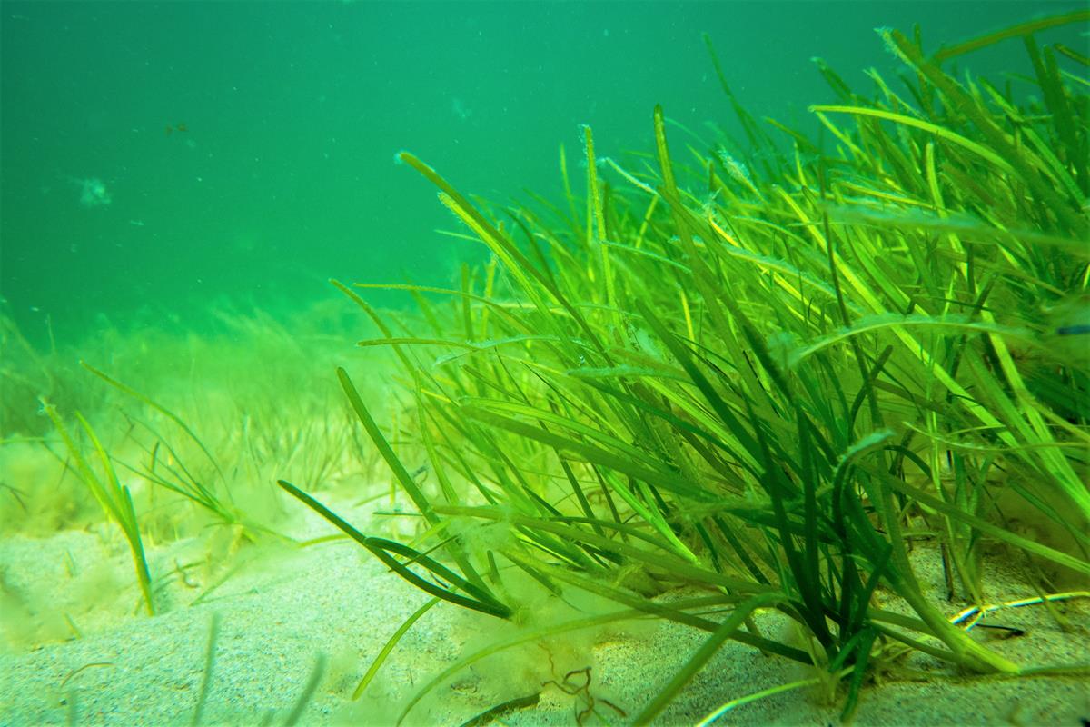 Seagrass meadows sway with the waves -marinefinland.fi