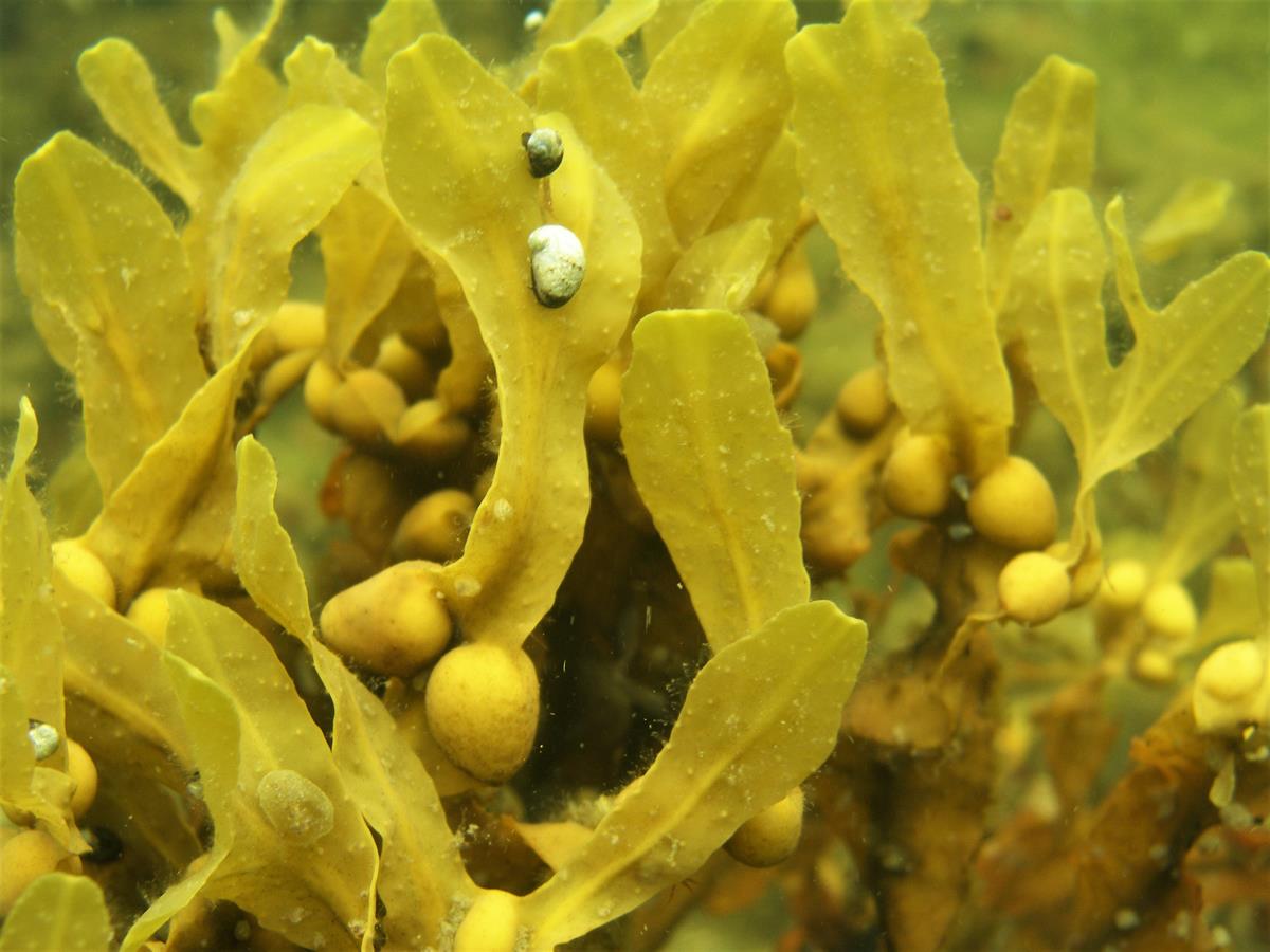 the-diverse-brown-algae-marinefinland-fi