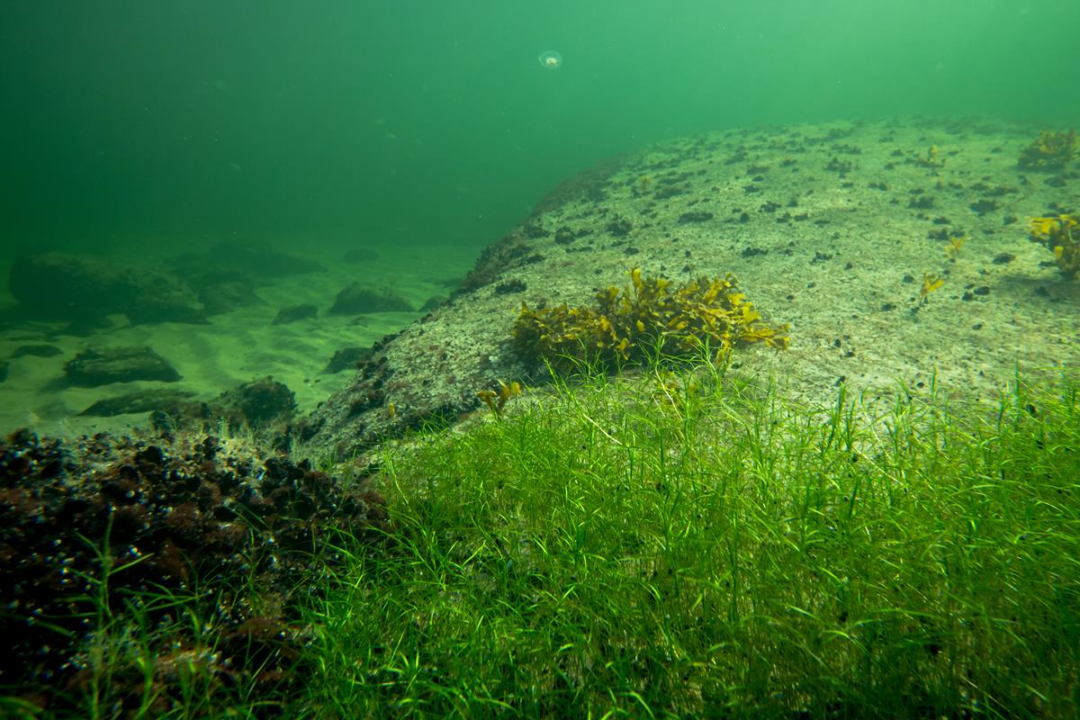 Marine habitats